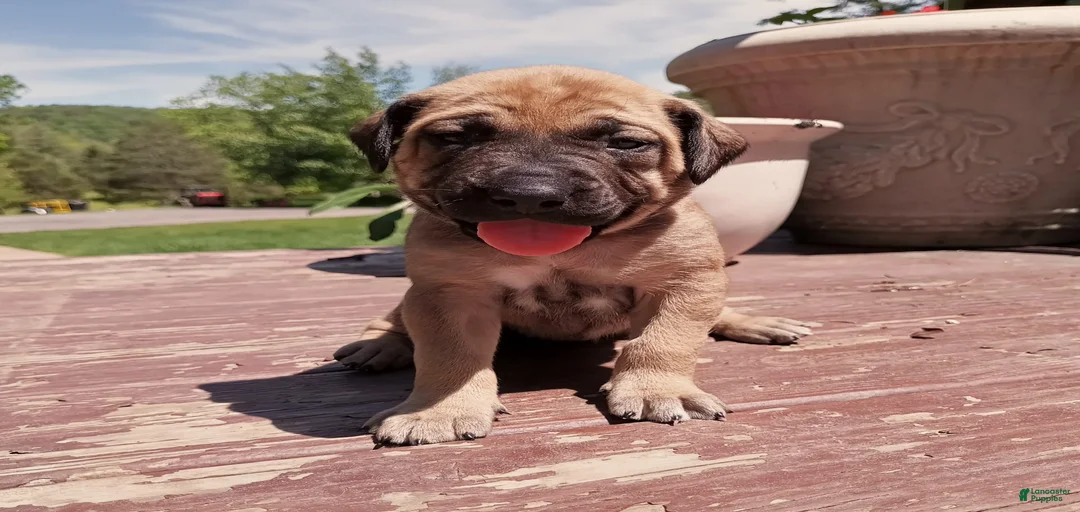 Gallery Image {{count}}