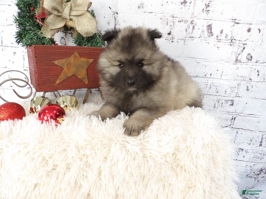 Keeshond dogs for sale: Lana  - Ad 3