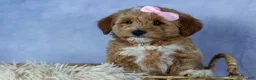 Mini Goldendoodle dogs for sale: 🐾 Meet Nixie – F2B Mini Goldendoodle Puppy 🐾 - Ad 5