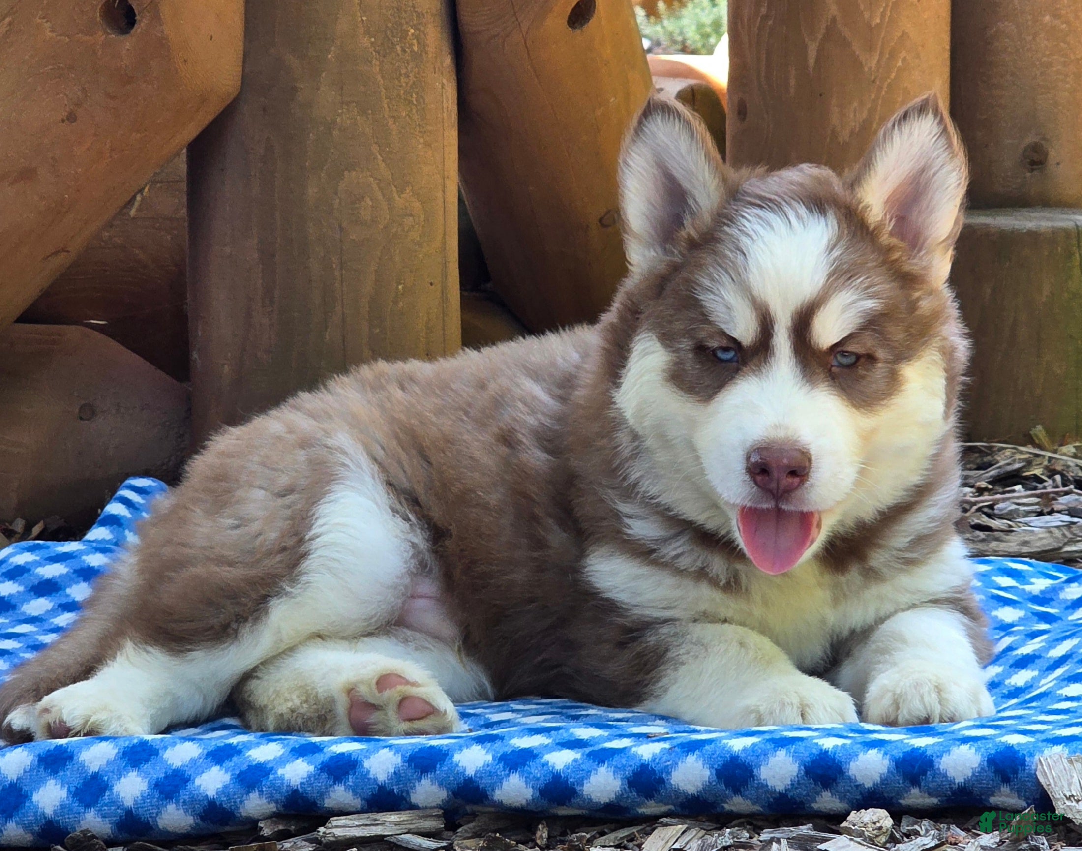 Siberian Husky dogs Fluffy - Ad 1