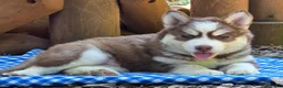 Siberian Husky dogs for sale: Fluffy - Ad 1