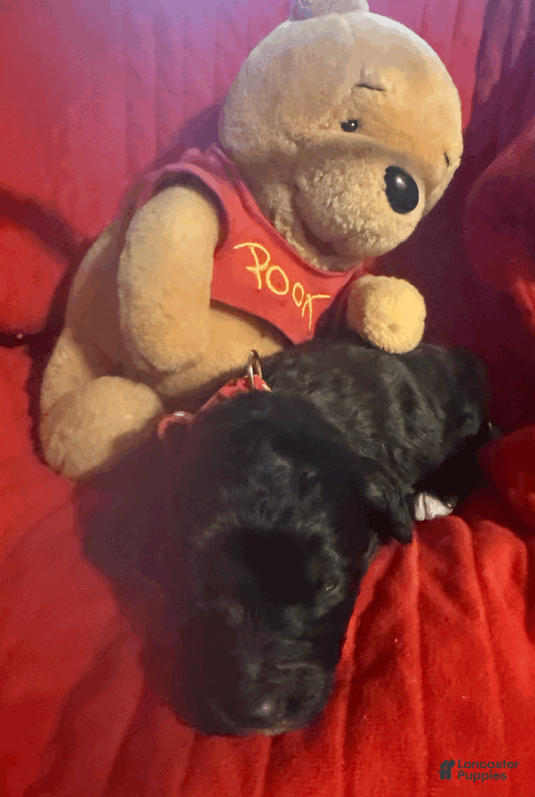 Goldendoodle dogs for sale: Red - Ad 3