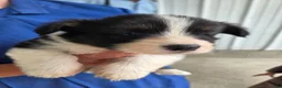 Welsh Corgi Pembroke dogs for sale: Welsh Corgi Pembroke 2 - Ad 4