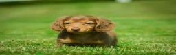 Miniature Dachshund dogs for sale: Ezra - Ad 5
