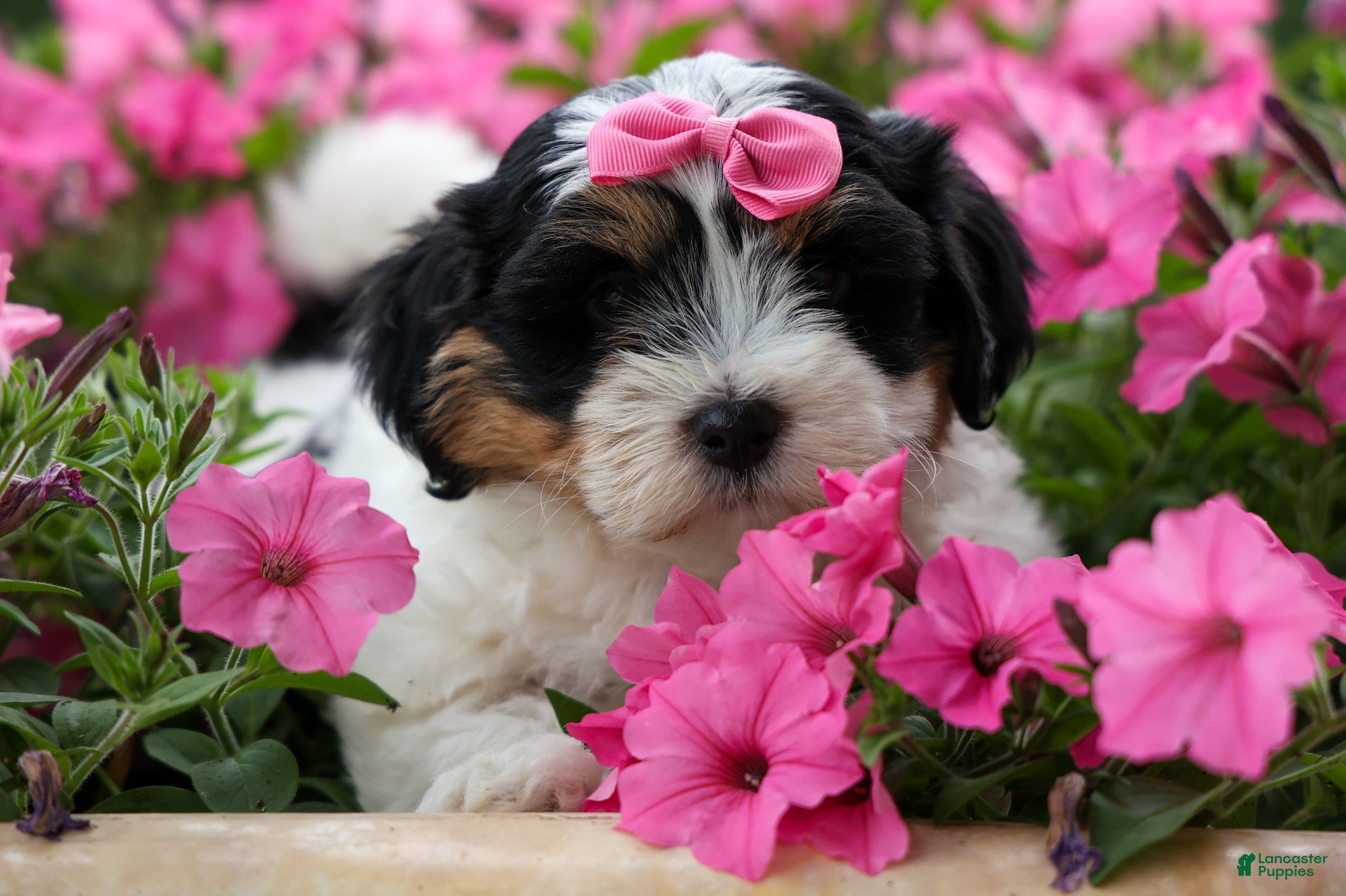 Teddy Bear dogs TINA - Ad 1