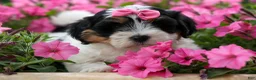 Teddy Bear dogs for sale: TINA - Ad 1
