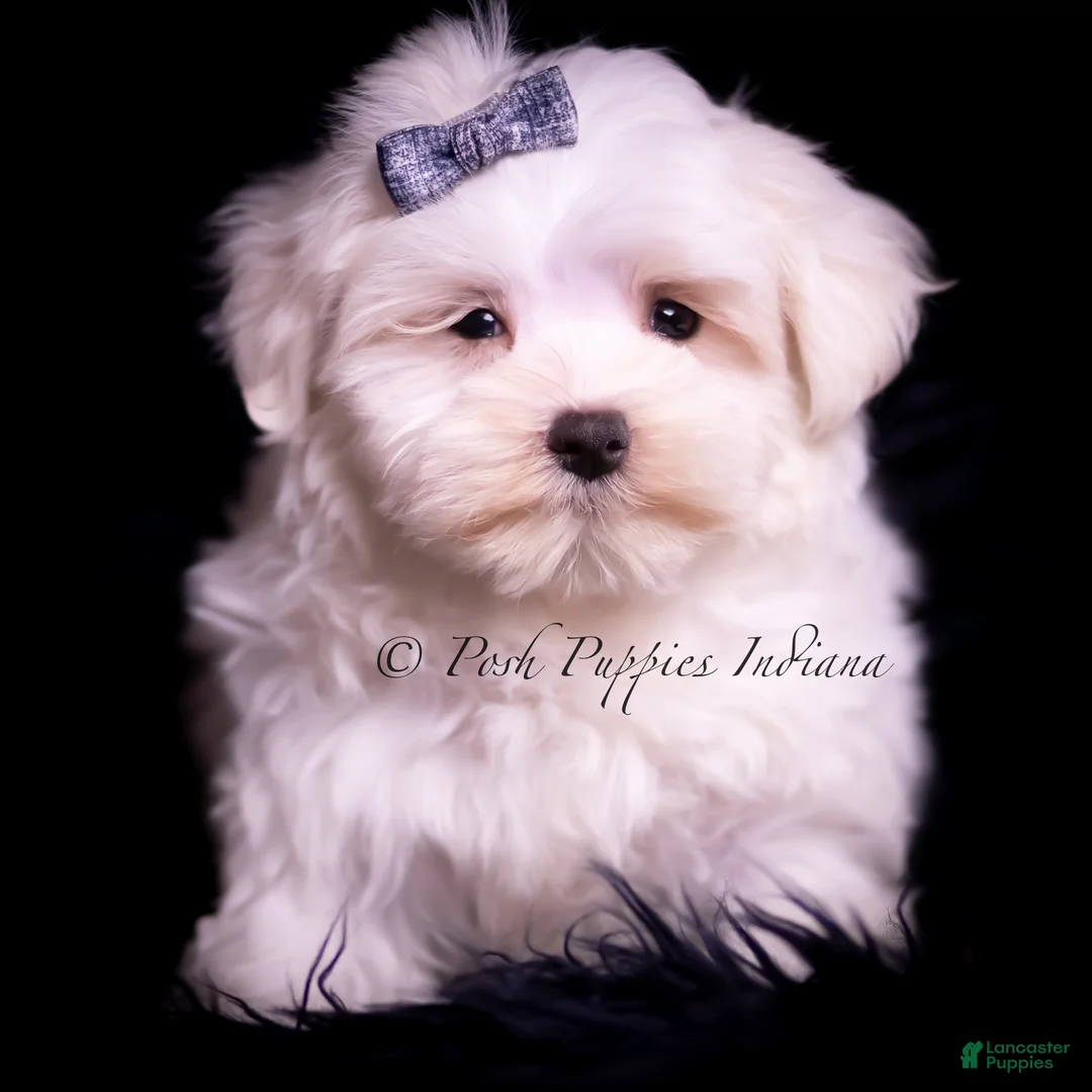 Maltese dogs for sale: Teako CHAMPION SIRED - Ad 2