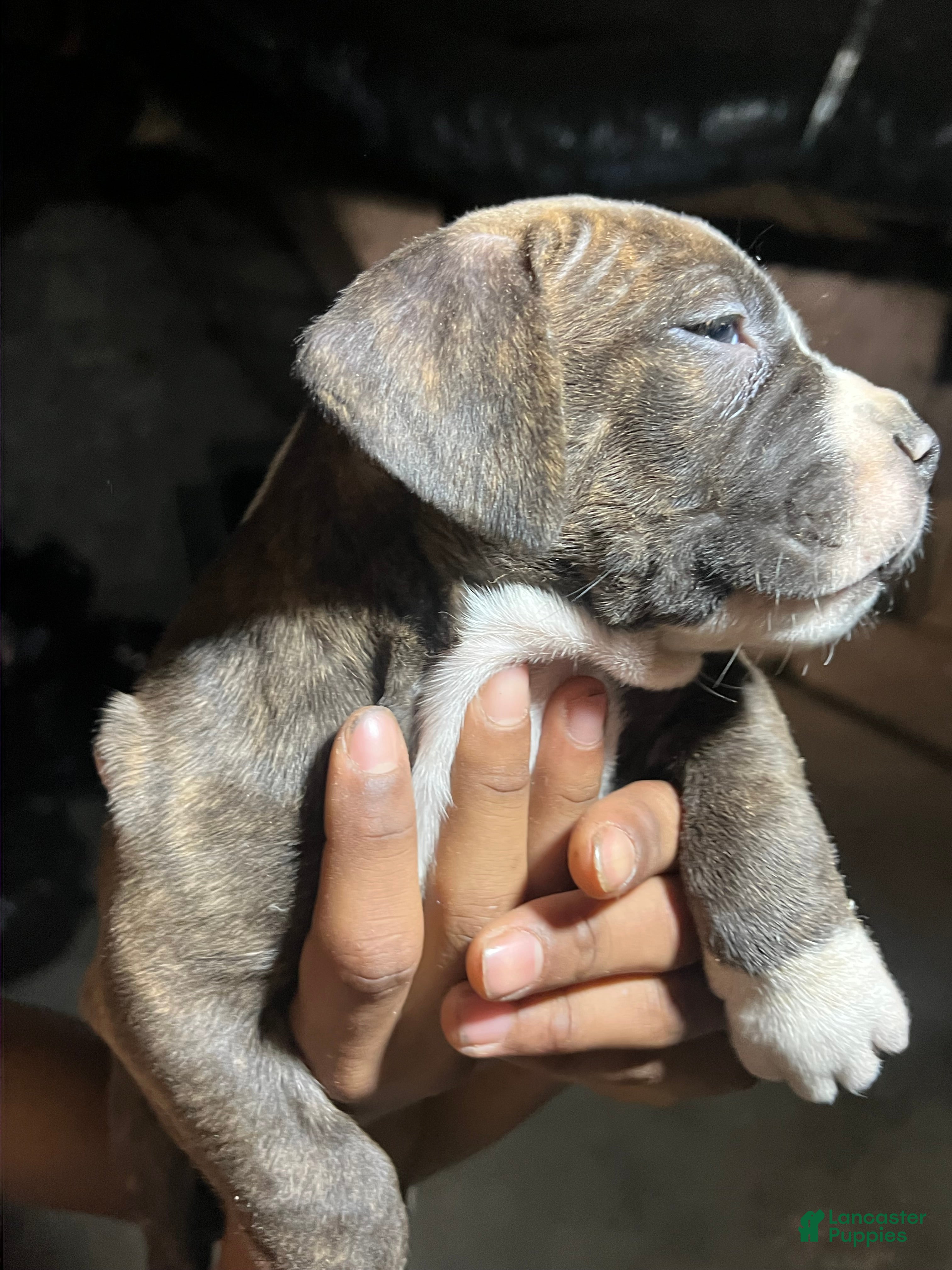 American Pit Bull Terrier dogs Cola - Ad 33