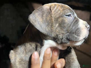 American Pit Bull Terrier dogs Cola - Ad 33