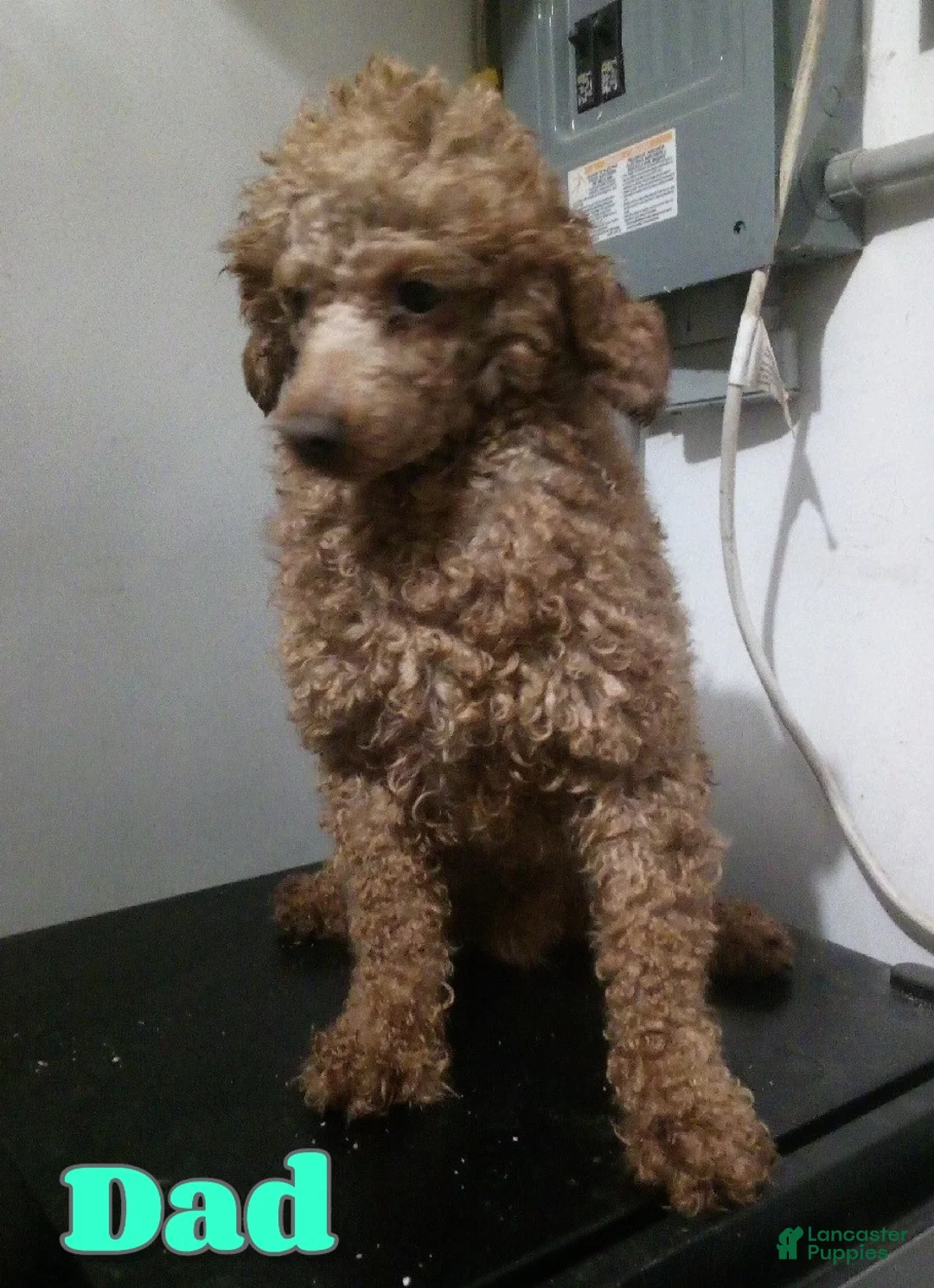 Mini Goldendoodle dogs for sale: Stella - Ad 9