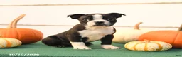 Boston Terrier dogs for sale: Asher - Ad 1