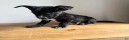 Chorkie dogs for sale: Tito - Ad 2