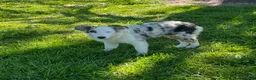 Australian Shepherd dogs for sale: Jackie - Ad 7