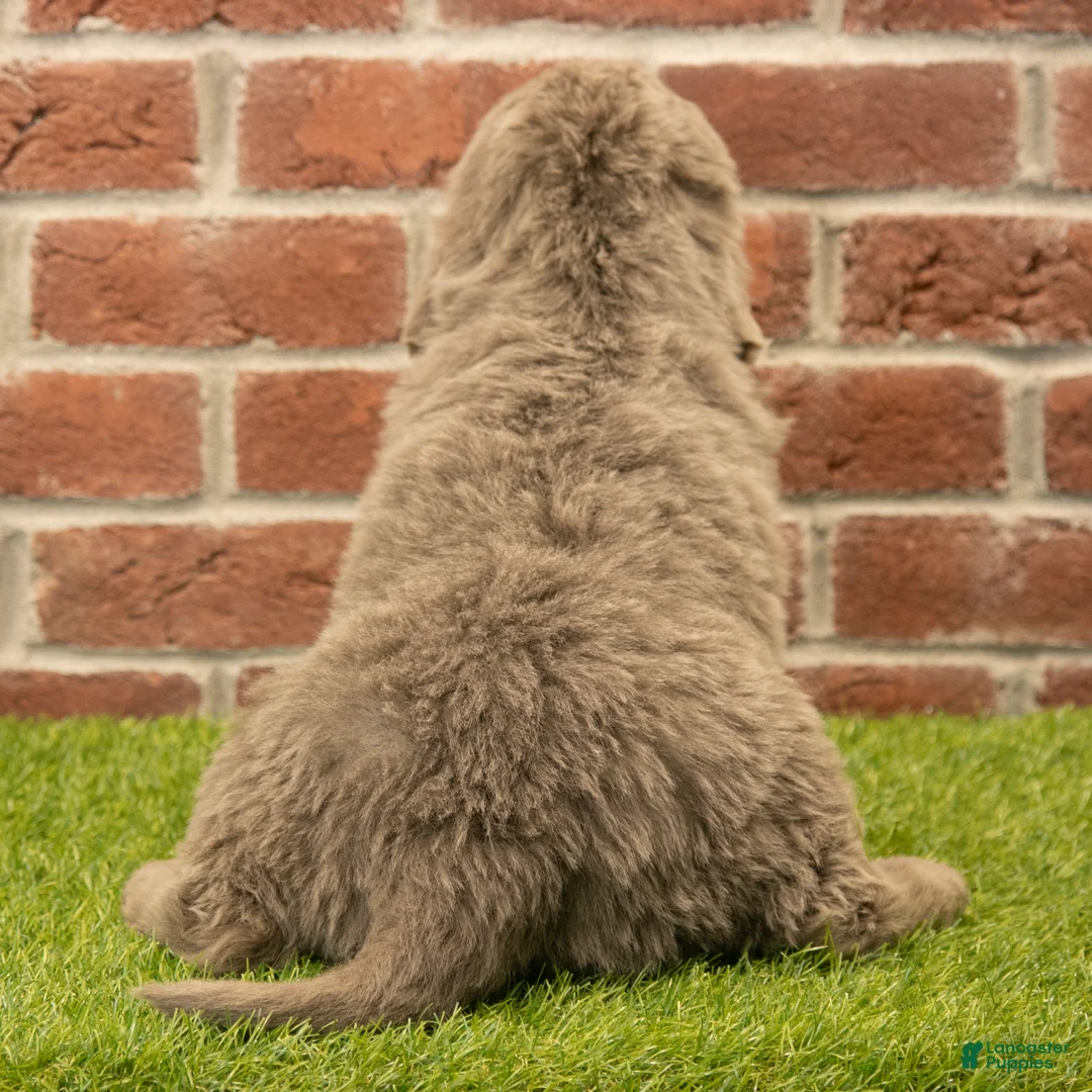 Newfoundland dogs for sale: Betty - Ad 5