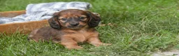 Miniature Dachshund dogs for sale: Annie Miniature Dachshund  - Ad 2