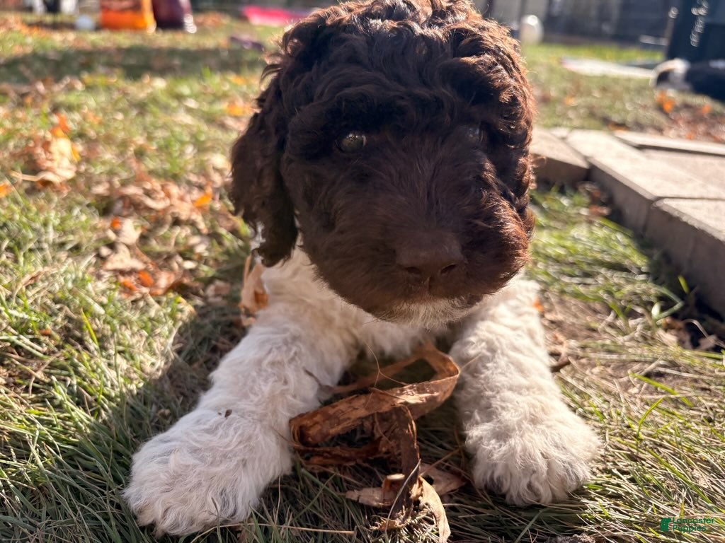 Mixed Breed dogs for sale: Abby - Ad 2