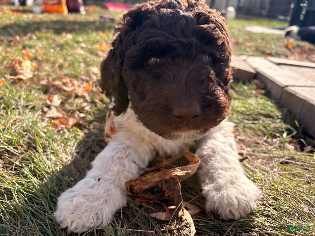 Mixed Breed dogs for sale: Abby - Ad 2