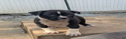 American Bully dogs for sale: Jet - Ad 9