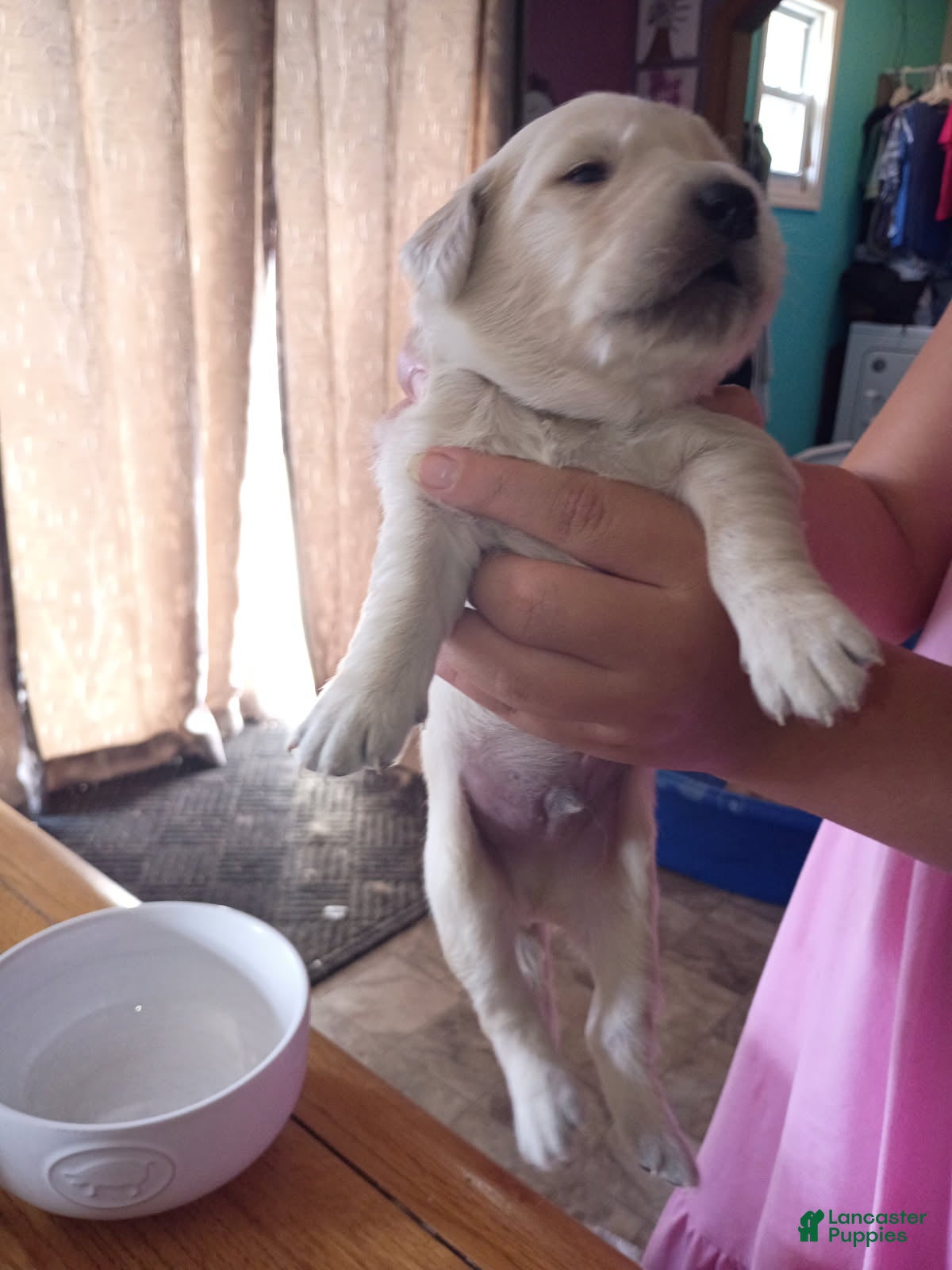 Golden Retriever dogs Golden Retriever Male 2 - Ad 8