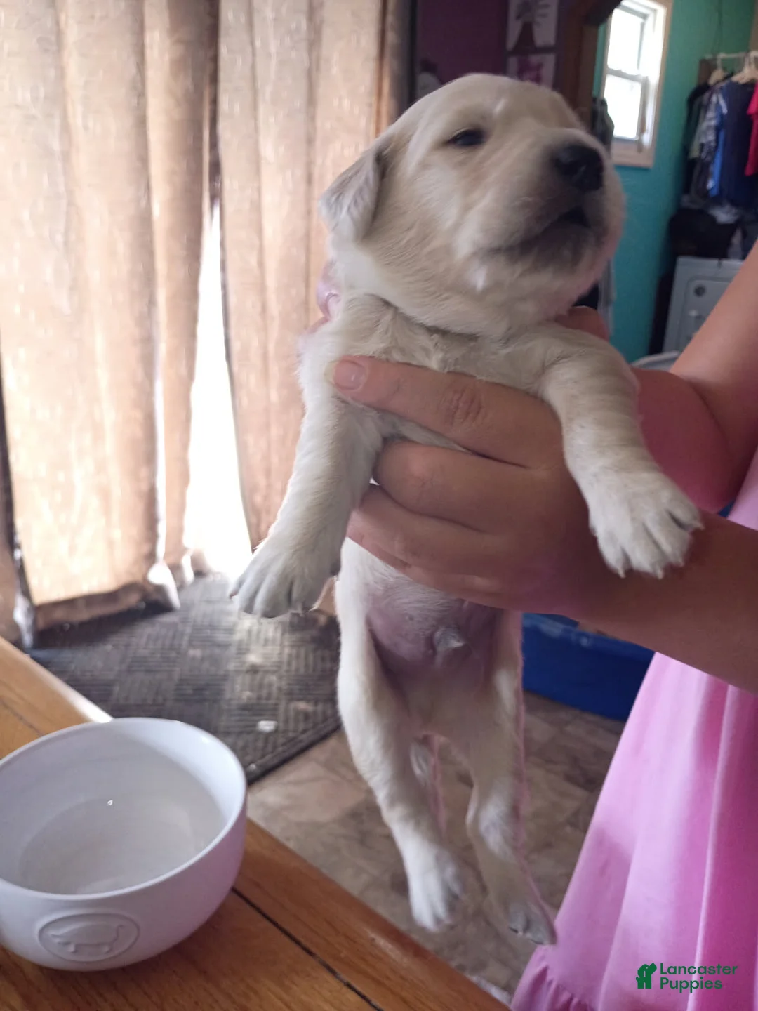 Golden Retriever dogs for sale: Golden Retriever Male 2 - Ad 1
