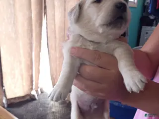 Golden Retriever dogs Golden Retriever Male 2 - Ad 8