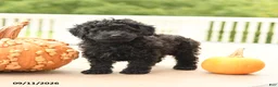 Miniature Poodle dogs for sale: Peter - Ad 1