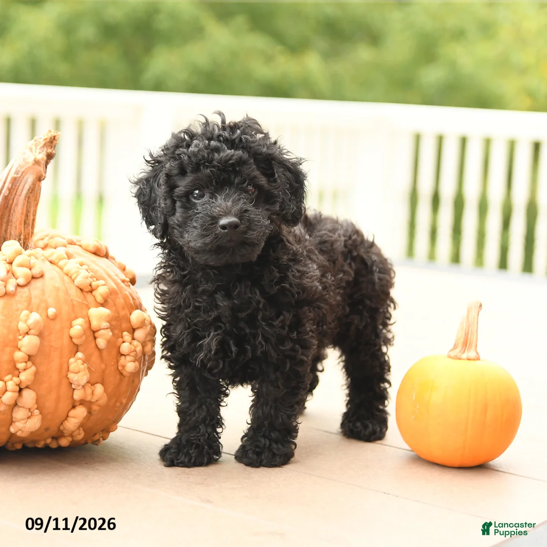Miniature Poodle dogs for sale: Peter - Ad 1