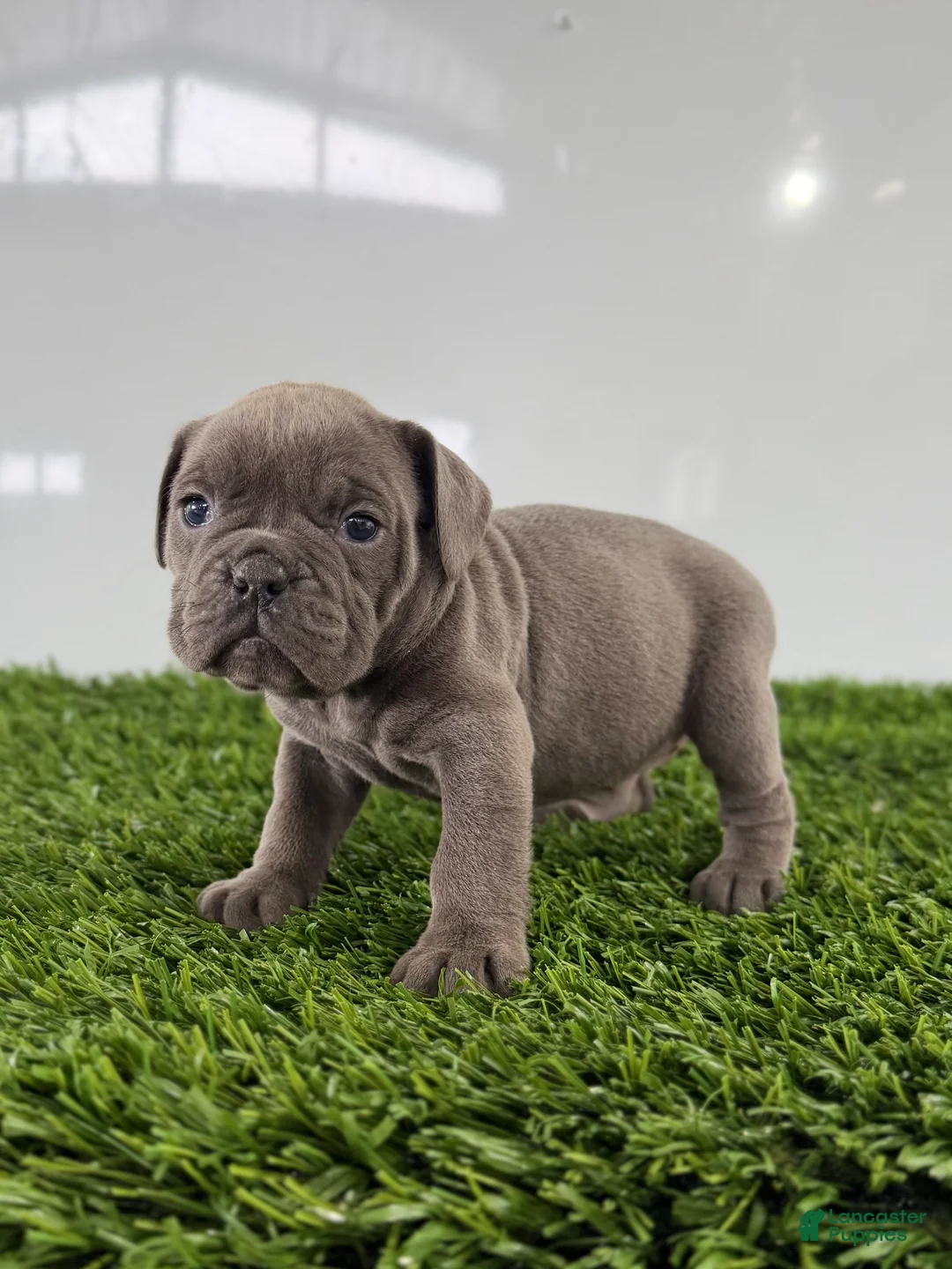 Olde English Bulldogge dogs for sale: Trista  - Ad 1