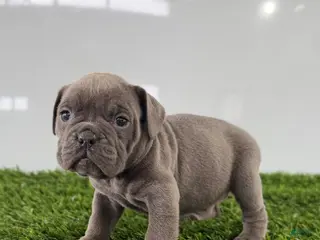 Olde English Bulldogge dogs Trista - Ad 4