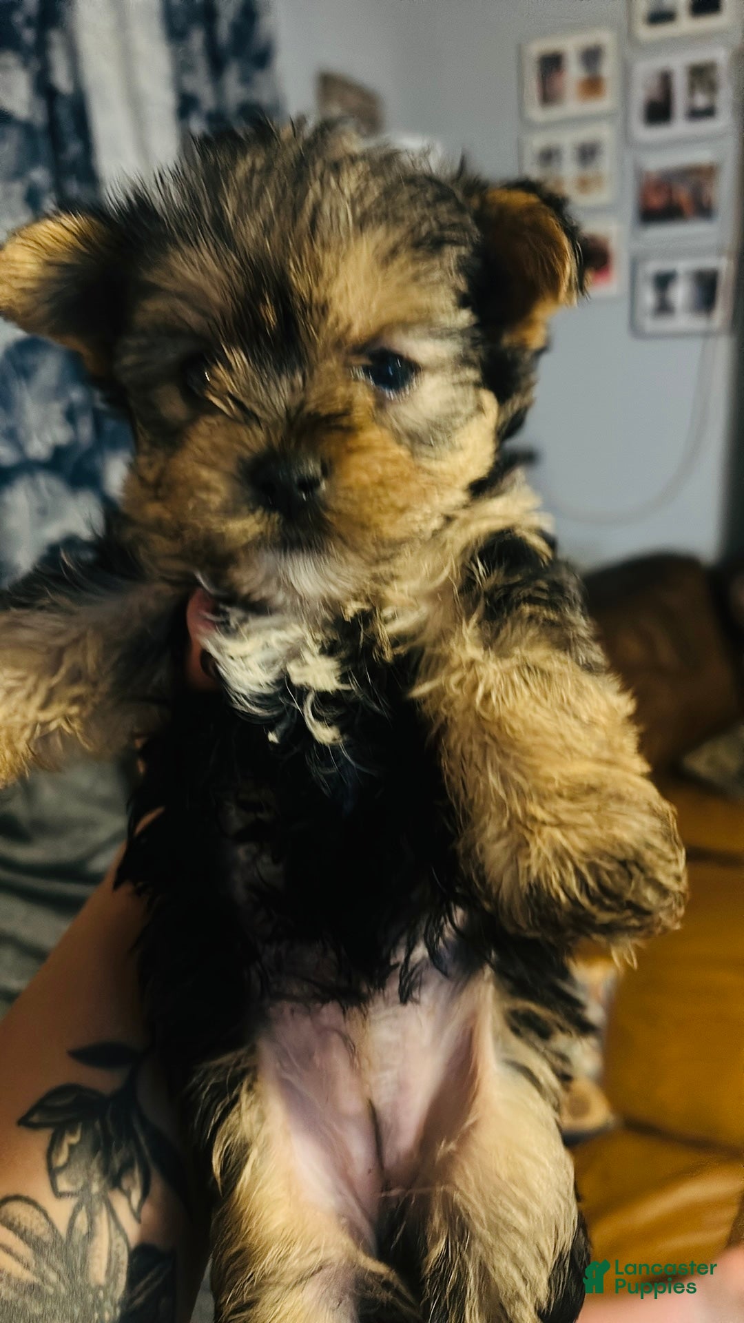 Yorkshire Terrier dogs Yorkshire Terrier Puppy 4 - Ad 21