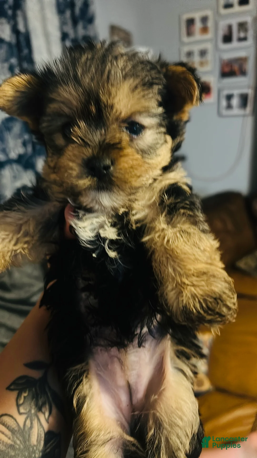 Yorkshire Terrier dogs for sale: Yorkshire Terrier Puppy 4 - Ad 1