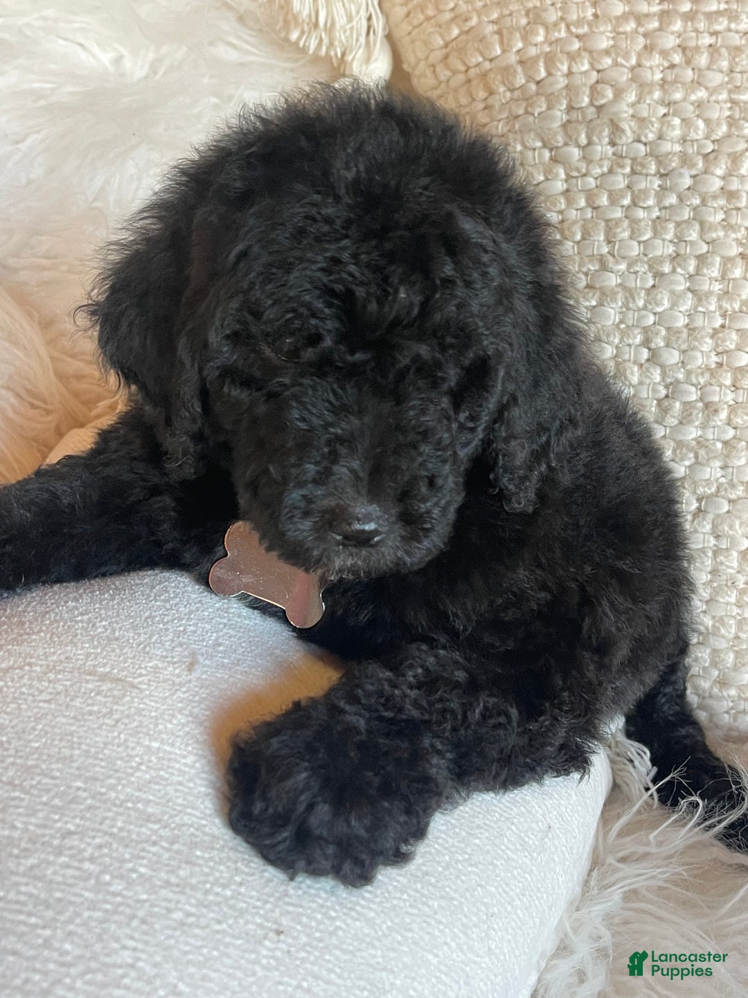 Goldendoodle dogs for sale: “Mistletoe” CKC Goldendoodle 🐶 parents dna/health tested clear - Ad 3
