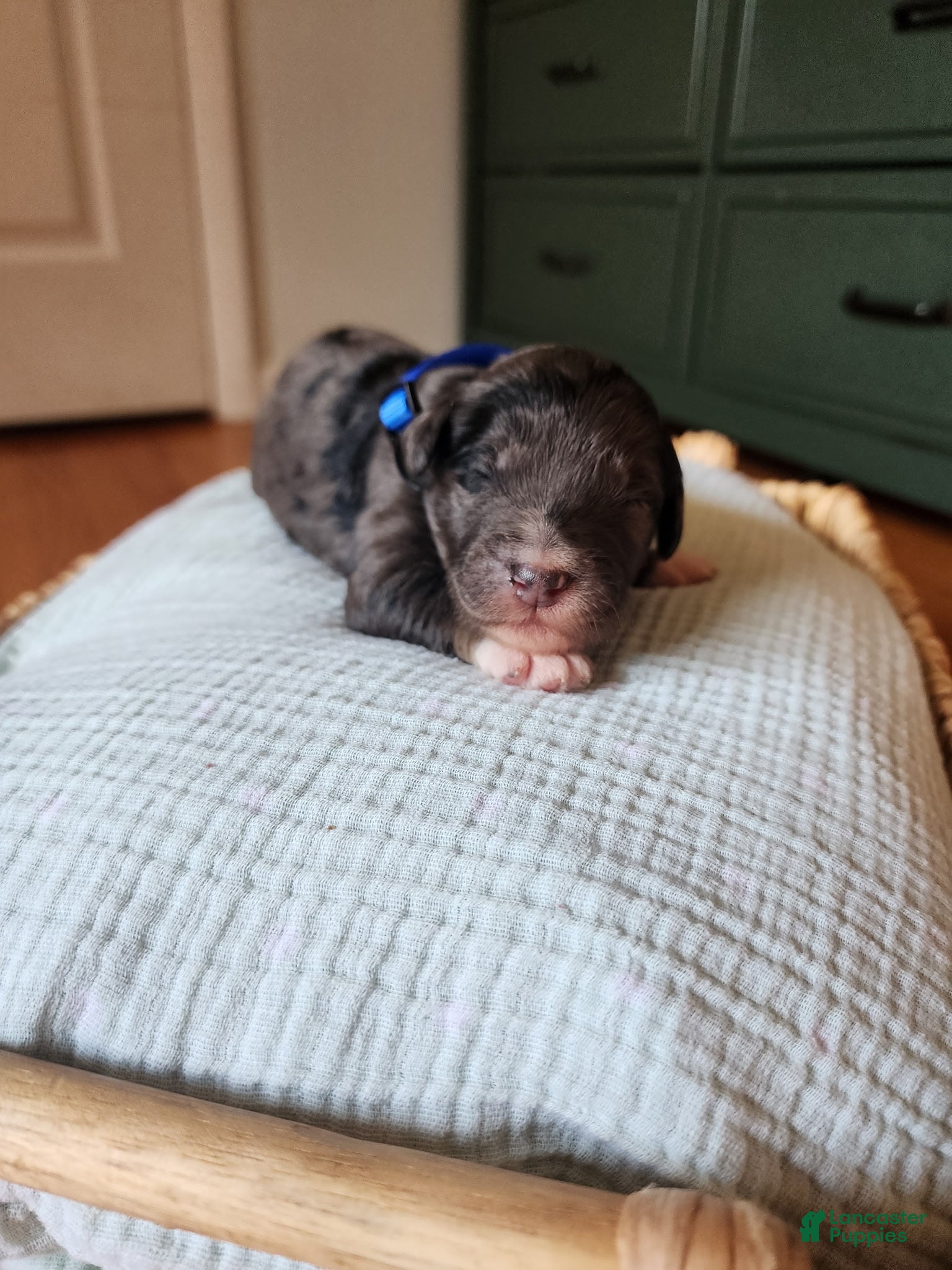Mixed Breed dogs Comet - Ad 5