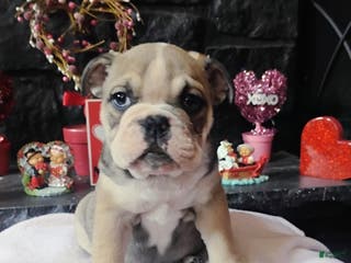English Bulldog dogs Suga Baby - Ad 3