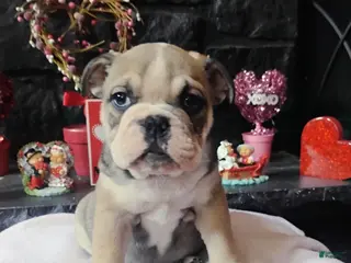 English Bulldog dogs Suga Baby - Ad 6