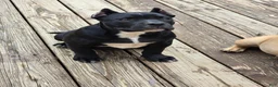 American Bully dogs for sale: Suki - Ad 3