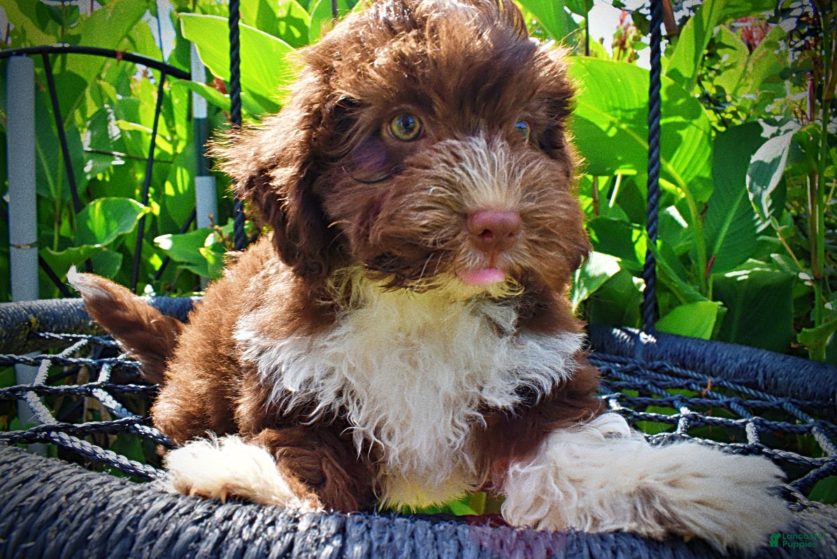 Havapoo dogs Baxter - Ad 2