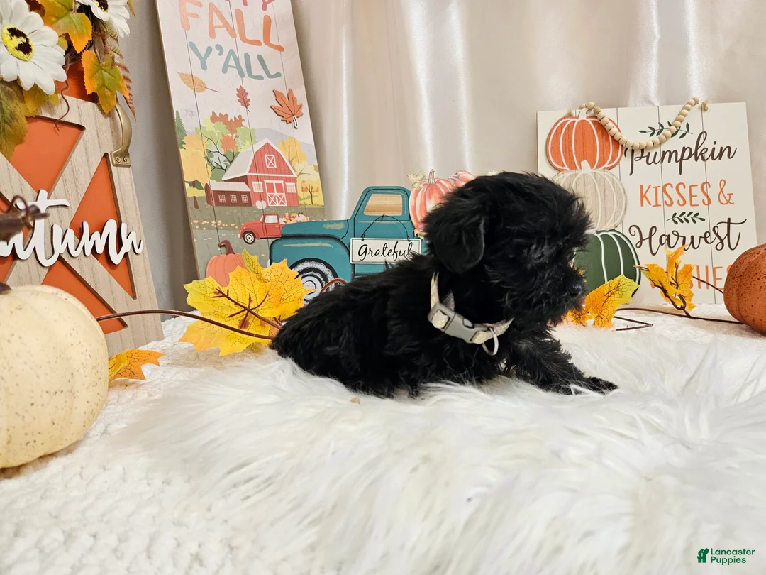 Yorkiepoo dogs for sale: Anise Sue - Ad 2