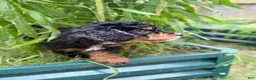 Mixed Breed dogs for sale: Star - Ad 3