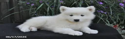 Samoyed dogs for sale: Rover - Ad 4