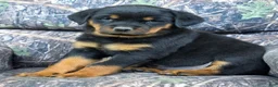 Rottweiler dogs for sale: Clark - Ad 2