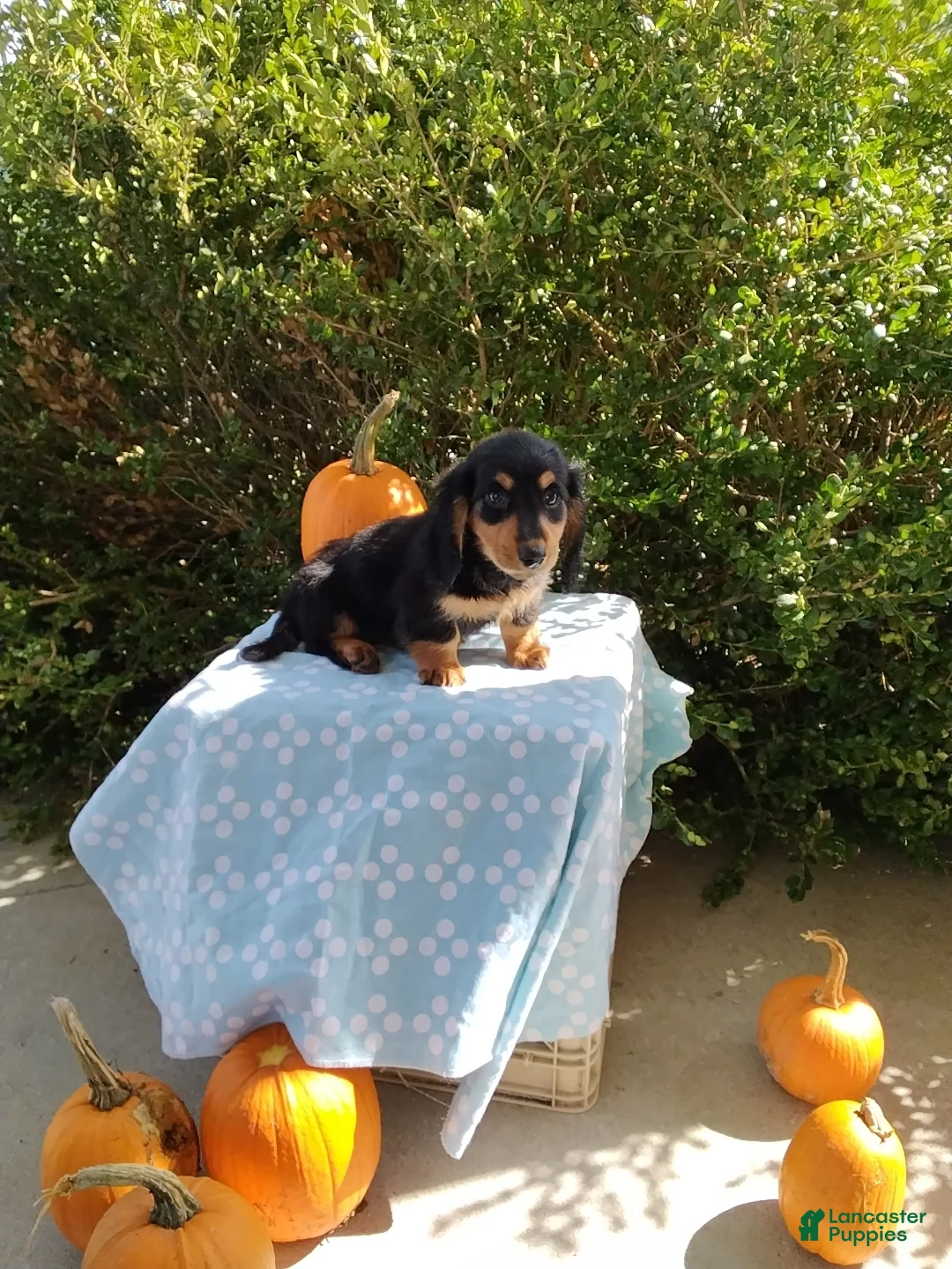 Miniature Dachshund dogs for sale: Lucky - Ad 2