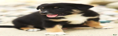 Sheprador 2