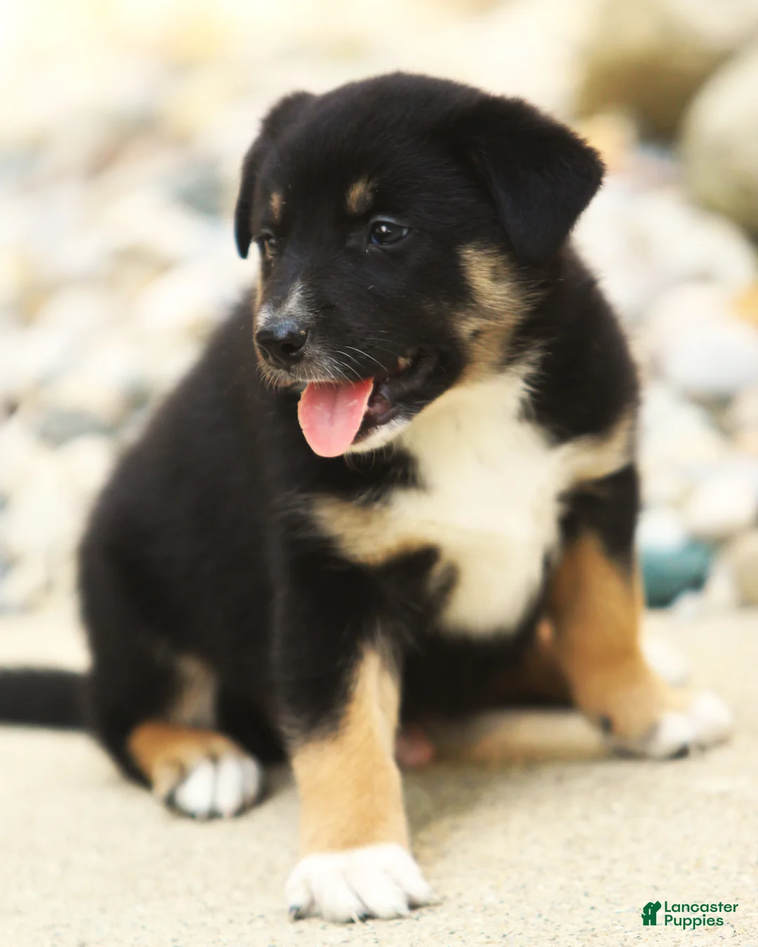 Sheprador dogs for sale: Sheprador 2 - Ad 1