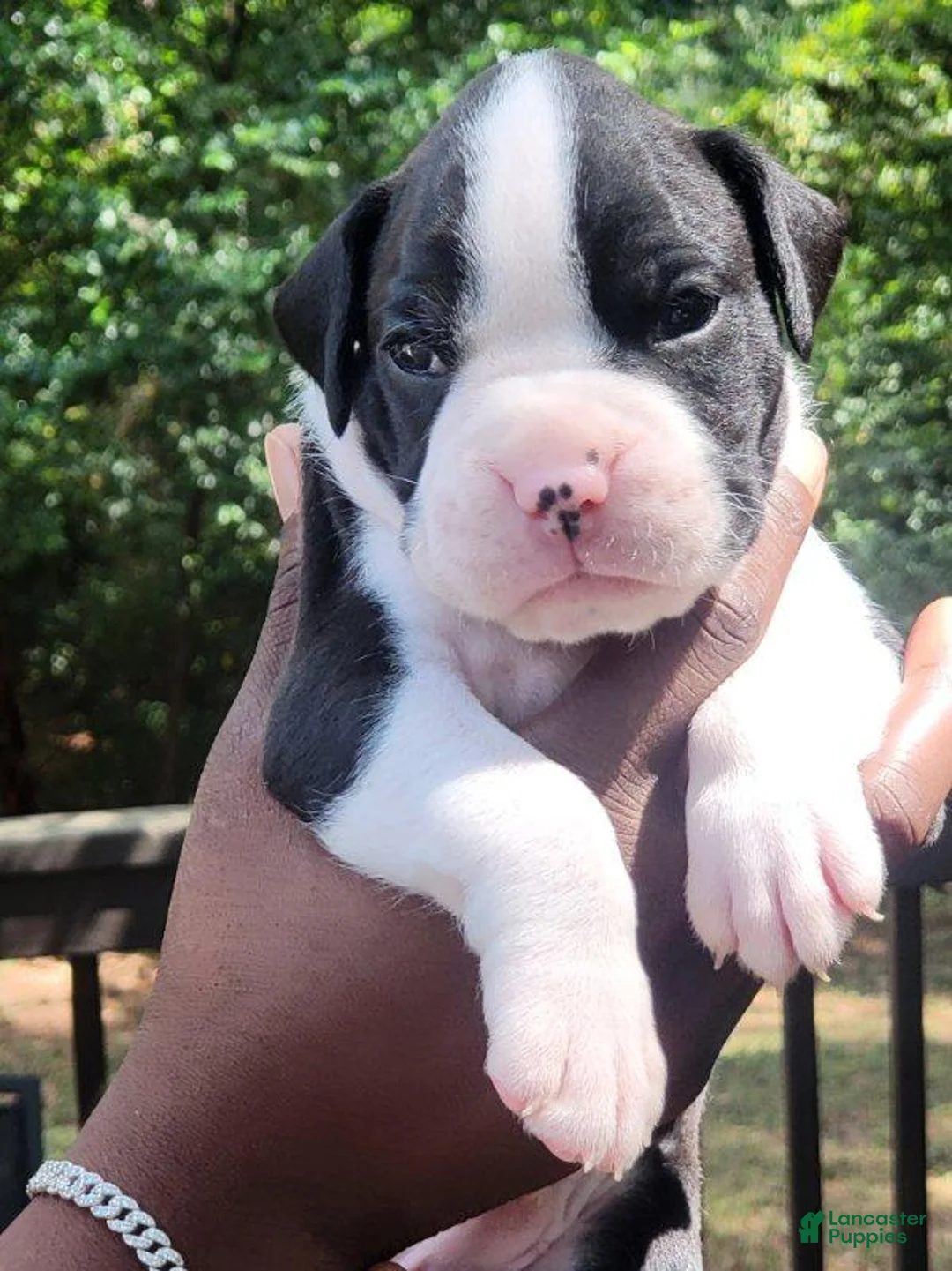 Boxer dogs for sale: Boxer 2 - Ad 1