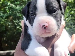 Boxer dogs Boxer 2 - Ad 31