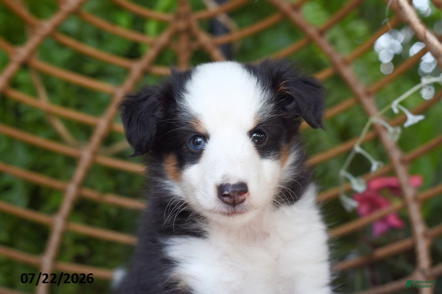 Shetland Sheepdog dogs Tory - Ad 2