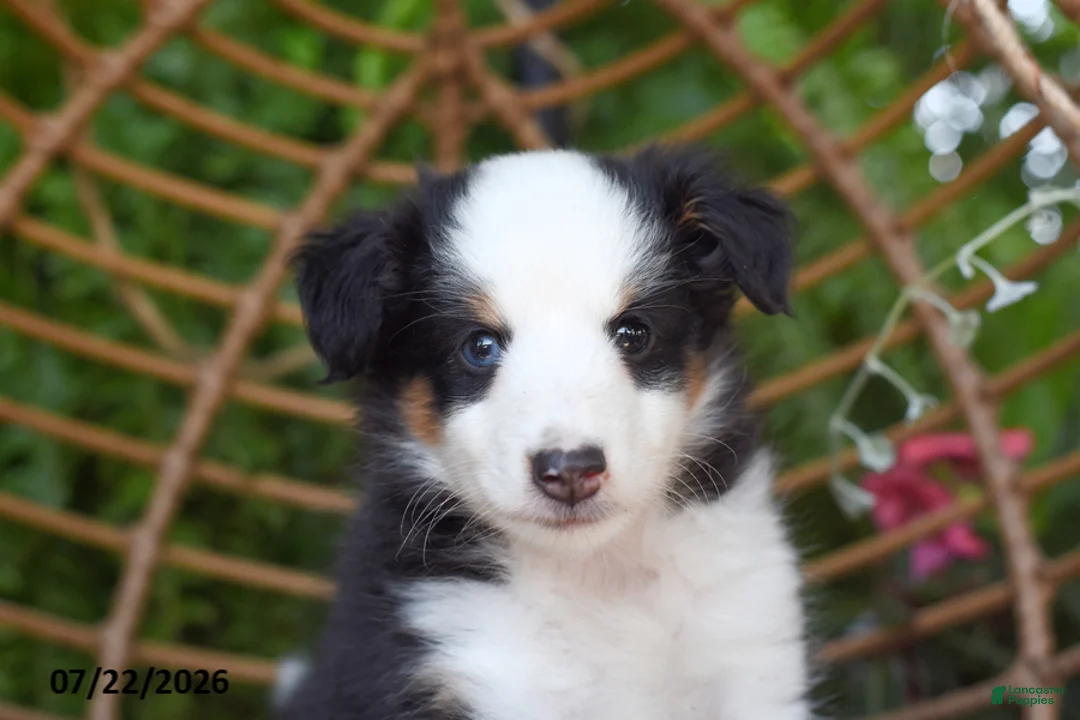 Shetland Sheepdog dogs for sale: Tory - Ad 2