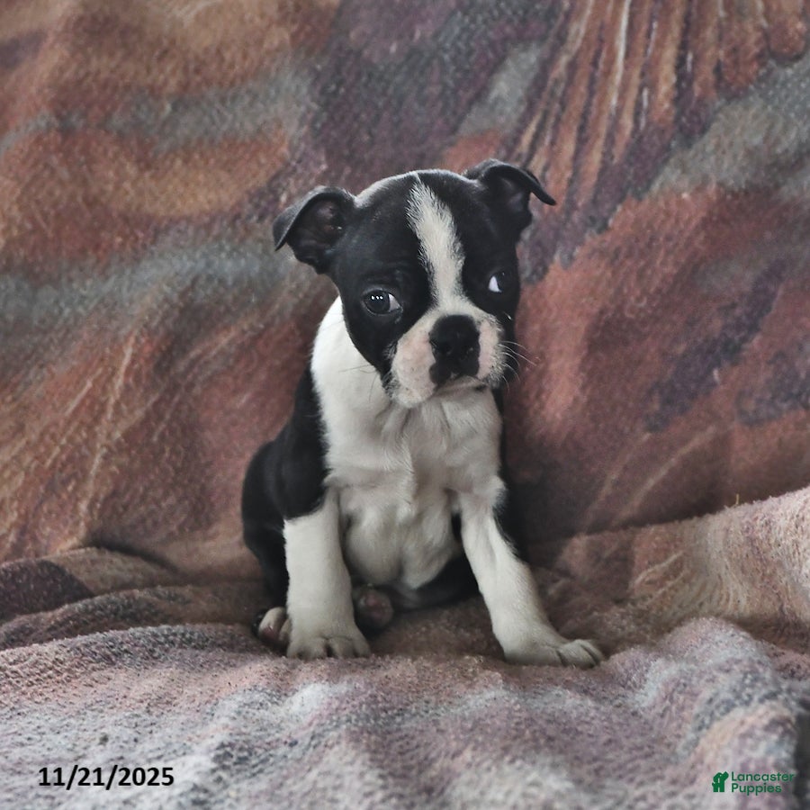 Boston Terrier dogs Juno - Ad 8
