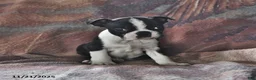 Boston Terrier dogs for sale: Juno - Ad 8